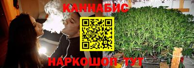 крисы Можга